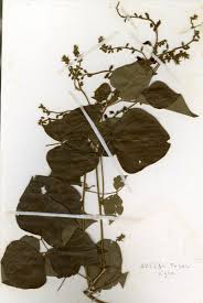 Image result for Rhynchosia nyasica