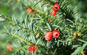 10 Most Poisonous Plants On Earth 10 Most Today Poisonous Plants Plants Earth