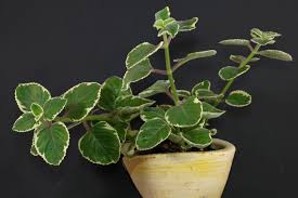 Jamaika Thymian Plectranthus Coleus Amboinicus