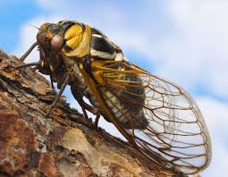 Known around the world for being on a 17 year in fact cicada's will emerge most every year. The Cicada S Love Affair With Prime Numbers The New Yorker