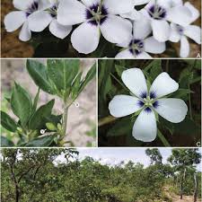 Image result for Turneraceae