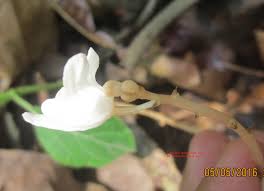 Image result for Didymoplexis