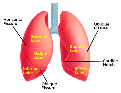 Anatomy of the Human Lung - GeeksforGeeks
