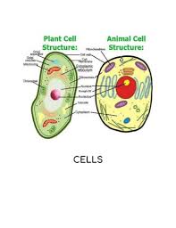 Plant cell biology structure and function brian e. Cytoplasm 2 Pages 1 6 Flip Pdf Download Fliphtml5