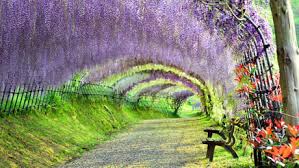 This is the reason why the wisteria tunnel is. The Wisteria Tunnel Of Kitakyushu Japan A Member Of The Pea Family Wisteria Is A Woody Ornamental Vine Which Is Easily Trained Into Various Shapes 9gag