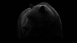 Here you can explore hq bear black and white transparent illustrations, icons and clipart with filter setting like size, type, color etc. Hd Wallpaper Bear Black Black And White Brown Bear Wildlife Photography Wallpaper Flare