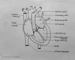We did not find results for: How To Draw Internal Structure Of Human Heart Easy Version Human Heart Diagram Heart Diagram Heart Drawing