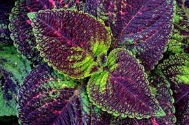 See more ideas about beautiful flowers, sunflowers and daisies, planting flowers. Best Plants For Colorful Foliage This Old House