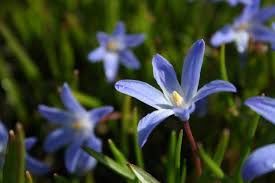 Some early spring bloomers can even take the last of winter snow and cold temps and still start to grow. What Are The Earliest Blooming Spring Bulbs Spring Bulbs Glory Of The Snow Spring Flowering Bulbs