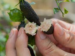 Check spelling or type a new query. Finger Lime Info How To Grow Australian Finger Limes