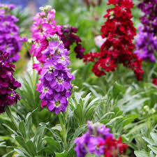 Old fashioned flowering shrubs typically refers to those that were widely planted generations ago, but are not so commonly planted today because of newly discovered species or modern varieties with. 9 Old Fashioned Cutting Flowers With Vintage Charm Heart S Content Farmhouse