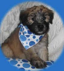 Family raised wheaten terriers from 100% pure irish lines. Maddox Pups Maddox Country Kennel