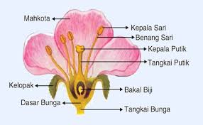 Pe·ra·ya·an n pesta (keramaian dan. Bagian Bagian Bunga Lengkap Dengan Gambar Beserta Fungsinya