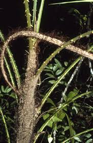 Image result for Calamus deerratus