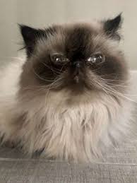 Discover our pet wellness services today! Critter Sitter Las Vegas And Reno
