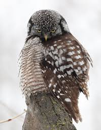 Image result for owl