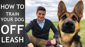 Professional dog trainers · 100 years of experience Off Leash Training How To Train Your Dog To Listen Off Leash Youtube