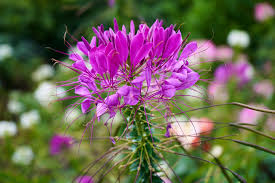Image result for Cleome spinosa