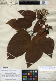 Image result for Carpodiptera africana