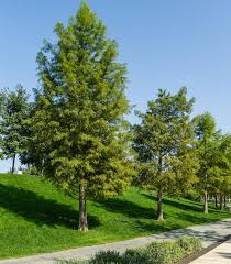 Image result for Taxodium