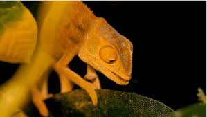 Check spelling or type a new query. Kqedscience Patches Mood Ring Lizard