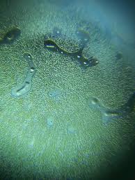 Experiment Cellular Microscopy Blood Cells