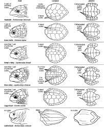 The hawksbill is unique for many reasons other than its beautiful shell patterns. Scute Patterns And Shell Morphology Of The 7 Sea Turtle Species Download Scientific Diagram