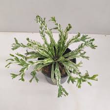 Image result for Microsorum punctatum