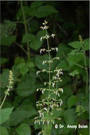 Image result for Isodon