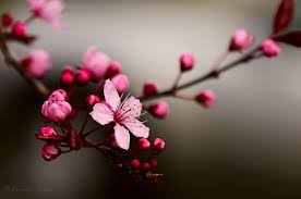 Spring Around The World 25 Fascinating Cherry Blossom Photos Fleur De Cerisier Dessin Fleur De Cerisier Fleurs