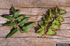 Image result for Lygodium microphyllum