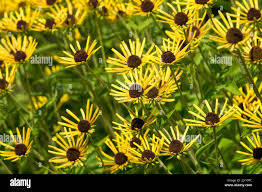 Quilled hi-res stock photography and images