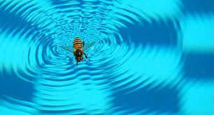 Just like humans, bees and wasps need to cool off on hot … natural methods for keeping wasps away from your pool. How To Keep Wasps And Bees Away From A Swimming Pool North Bay Water Service Inc Pool Maintenance Repair