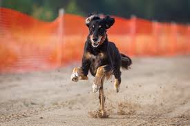 Savo-Karjalan Vinttikoiraharrastajat ry – Savo-Karjalan alueella toimiva  vinttikoirakerho