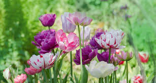 We did not find results for: Poisonous Plants For Dogs Complete Guide To Toxic Plants Bechewy