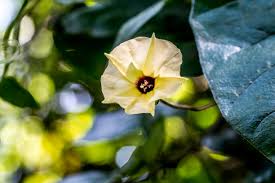 Image result for Corymborkis corymbis