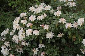 Rhododendron Cunningham S White Hage