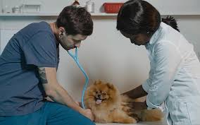 Symptoms of bone cancer because early diagnosis and treatment is essential to prolonging your dog's life, you should be aware of the early signs of bone cancer and bring your dog to the vet as soon as they occur. Dog Cancer What To Do For Symptoms Treatment Support