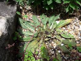 Image result for Inula mannii