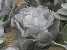 Check out our cotyledon orbiculata variegated selection for the very best in unique or custom, handmade pieces from our succulents shops. Pin On Succulent ç¦å¨˜ç³»cotyledon