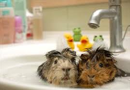 Search guinea pigs vitamin c. Vitamin C Supplements For Guinea Pigs Veterinary Partner Vin