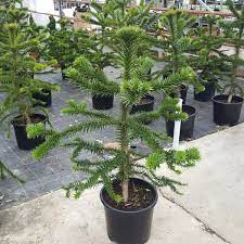 The most common monkey puzzle material is wood. Pin On Container Gardening