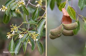 Image result for Diplorhynchus condylocarpon