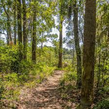 From this, existing tree species will be forced to displace and the diseases spread by infectious pests will continue to kill without discrimination all of the forests, resulting in a vicious cycle of the. Forest Diseases In The Southeastern United States Alabama Cooperative Extension System