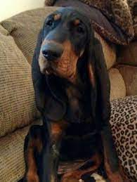 Metal dining chairs are something that many people look at buying throughout their lives for their kitchen and dining area at home or for their business. Tim Bgdaddy666 Profile Pinterest