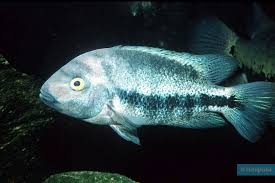 Oaxaca Cichlid