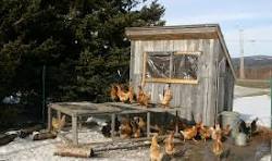 Gallinero (estructura) - Wikipedia, la enciclopedia libre