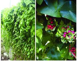 Image result for Cissampelos torulosa