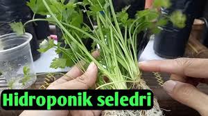 Dalam artikel ini akan dibahas satu per satu mengenai ketiga metode tersebut. Seledri Hidroponik Sederhana Youtube