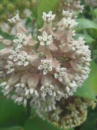 Milkweed I Couldn T Believe How Amazing It Smelled Pollinator Garden Milkweed Pollination